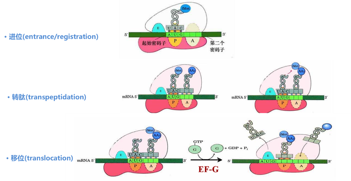 如何判断核糖体在mrna上的移动方向?