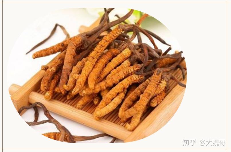 一,冬虫夏草介绍