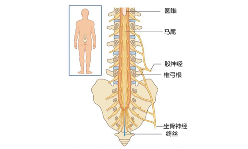 马尾综合征和脊髓圆锥有关系吗?有什么相似的地方吗?