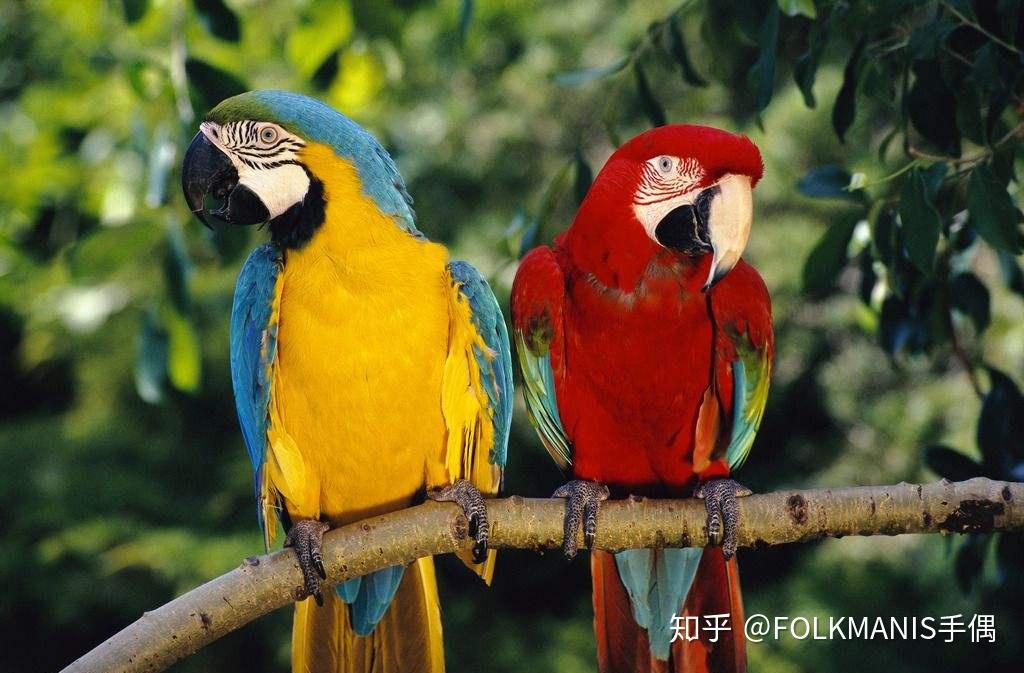 多嘴多舌,高颜值的它们其实是素食主义者?