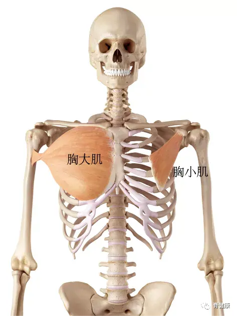 手麻肩痛不一定是颈椎病而是背锅侠要罢工