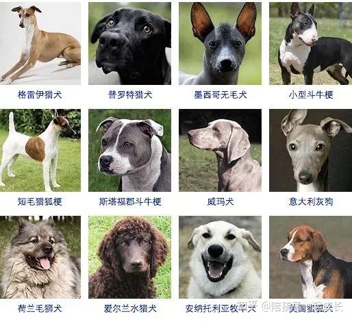 狗狗们的品种图鉴 - 知乎