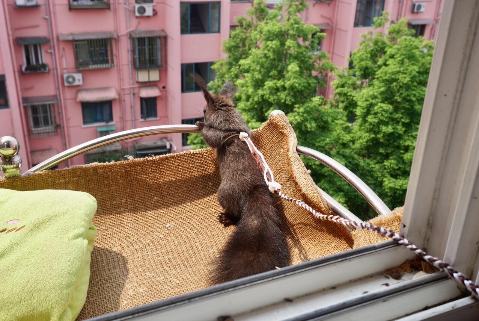 养松鼠是种怎样的体验？