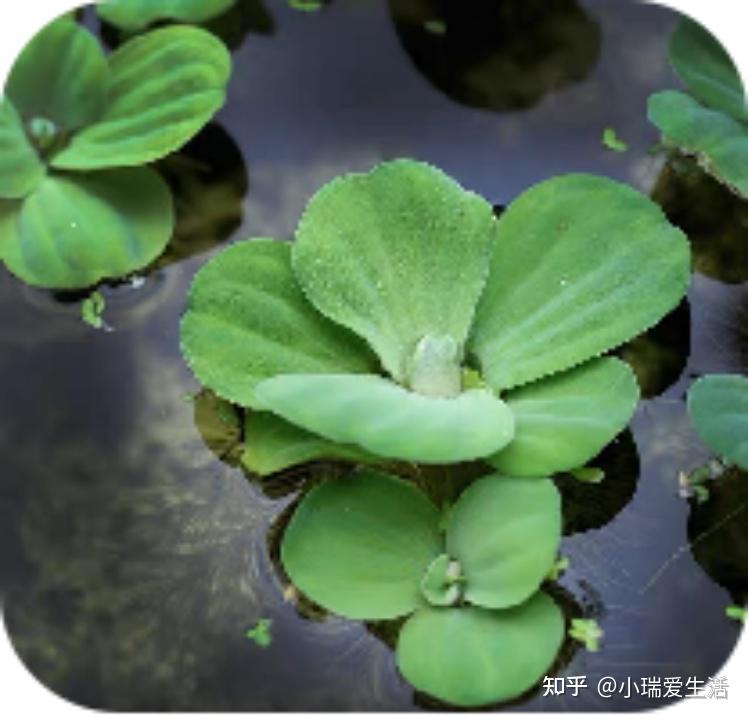 新手养鱼如何开始？古法生态养鱼轻松入手！ - 知乎