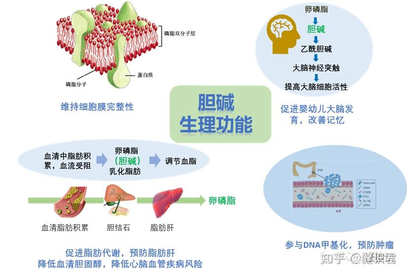 人体与健康—胆碱(2)生理功能篇 - 知乎