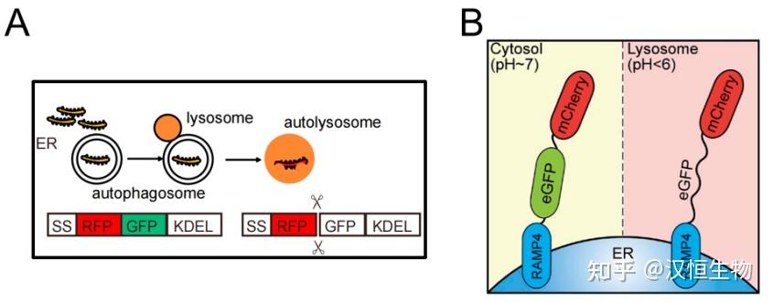 自噬干货分享系列之内质网自噬研究 知乎