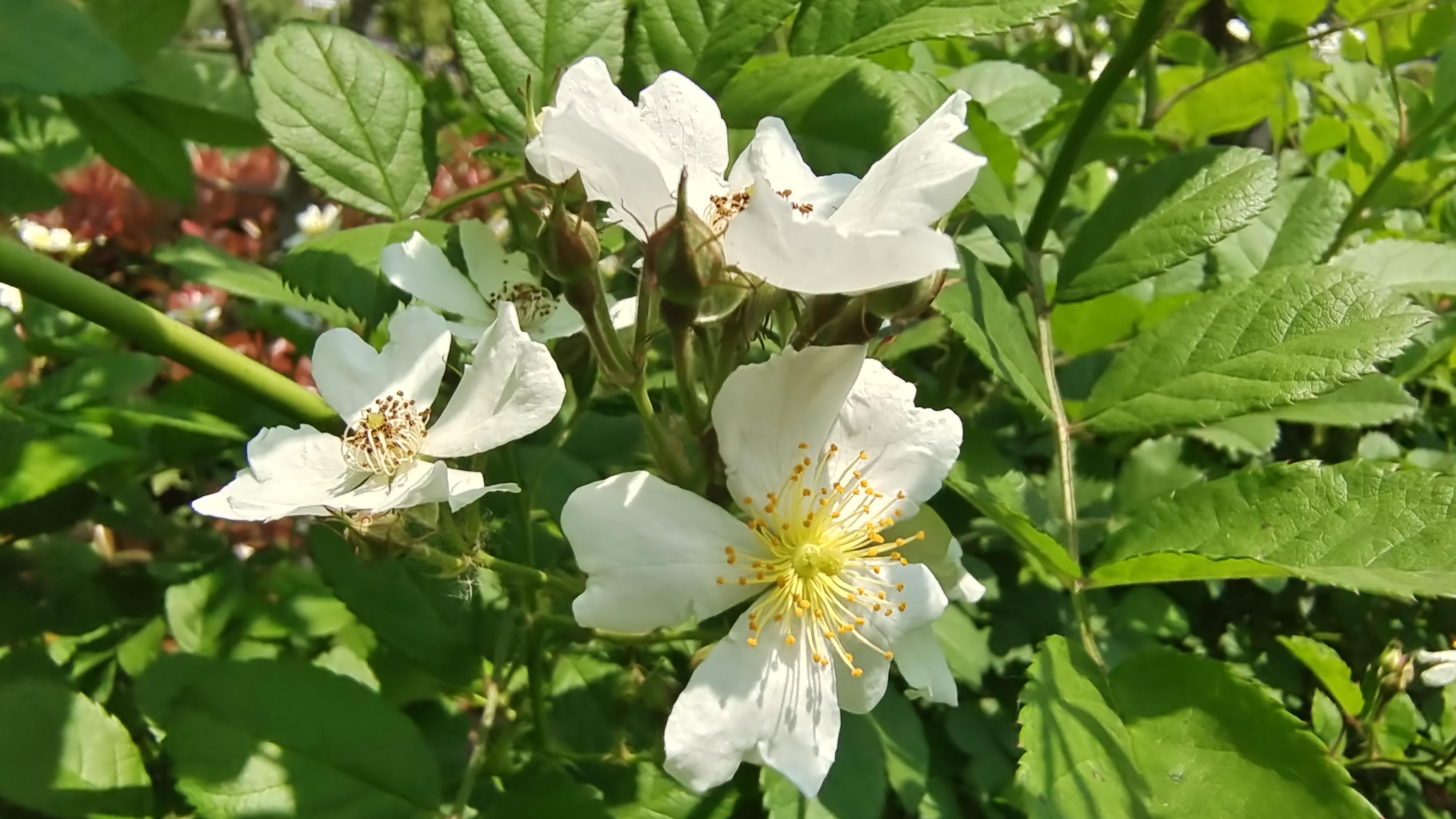 美丽吉安之赏花系列:白色野蔷薇花开烂漫