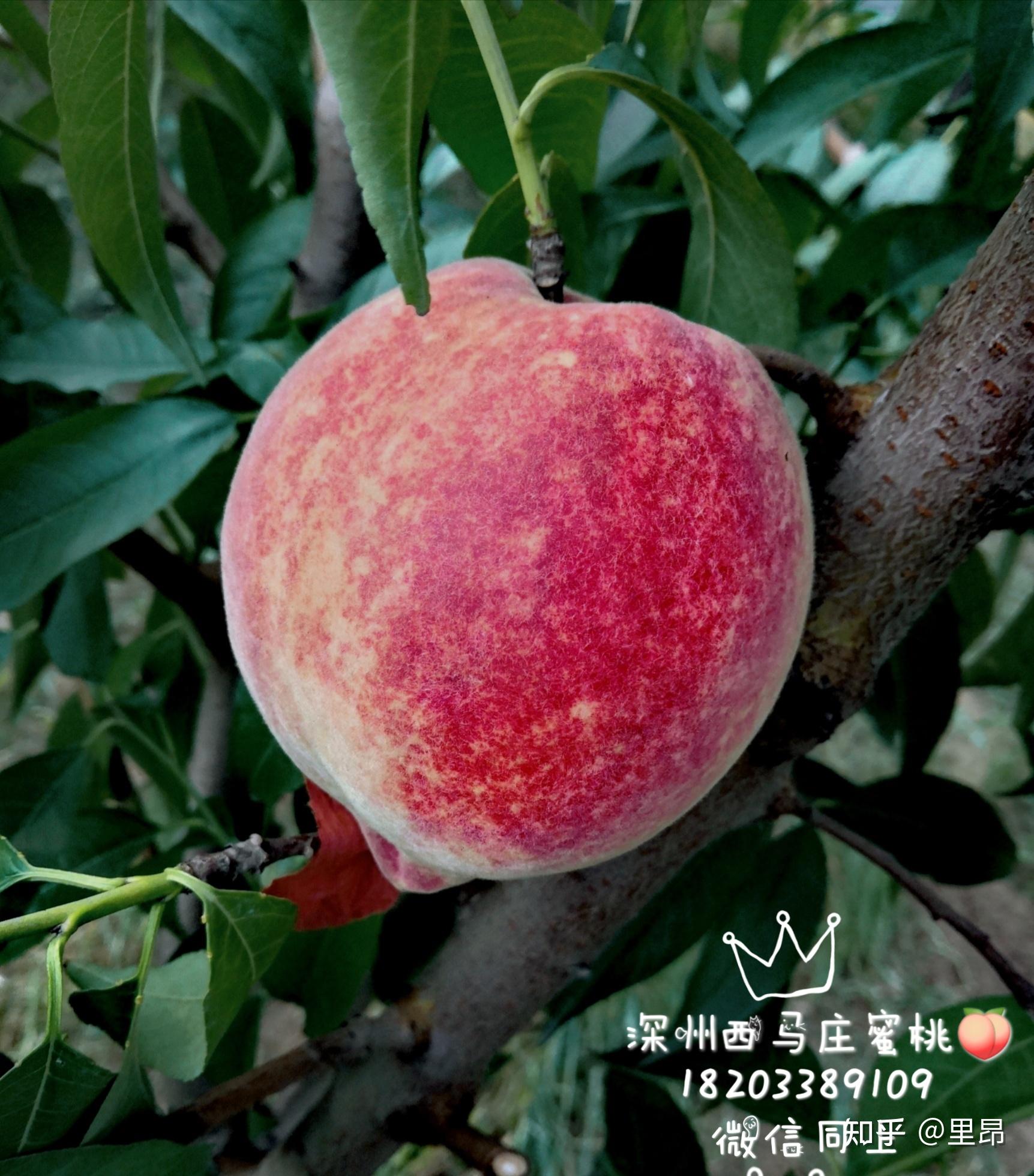 了解 99深州西马庄 蜜桃99