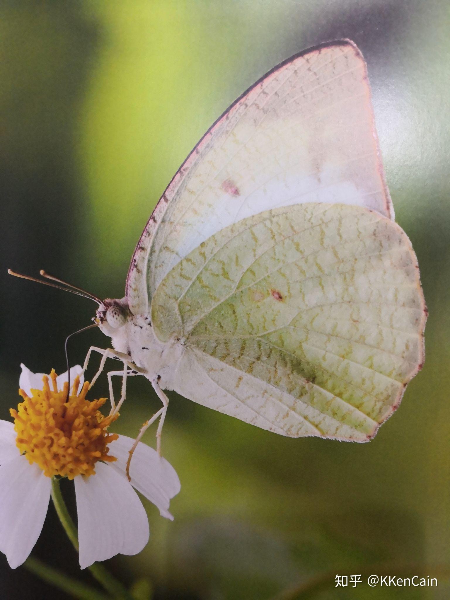 高清晰十只美丽蝴蝶标本昆虫壁纸