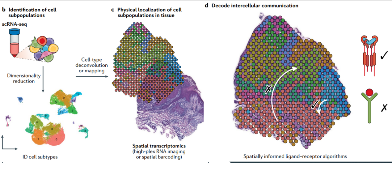 Nature Reviews Genetics | 单细胞+空间转录组共同阐释细胞间组织动力学 - 知乎