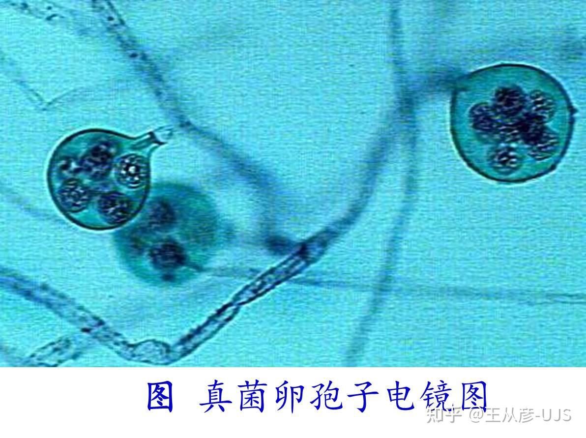 环境微生物之真菌 - 知乎