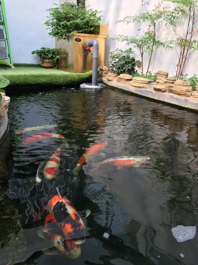您见过这样的锦鲤鱼池建造过程吗有图有设计图有真相