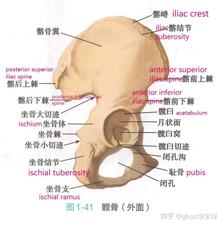 坐骨棘解剖图图片