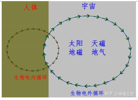 只能中医生物电循环系统组成