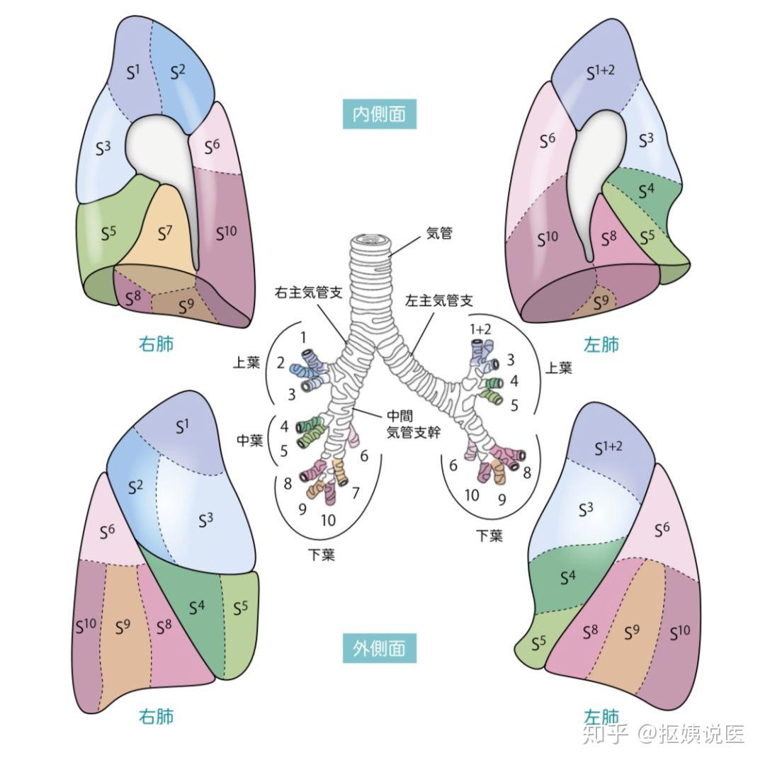 肺区划分图片图片
