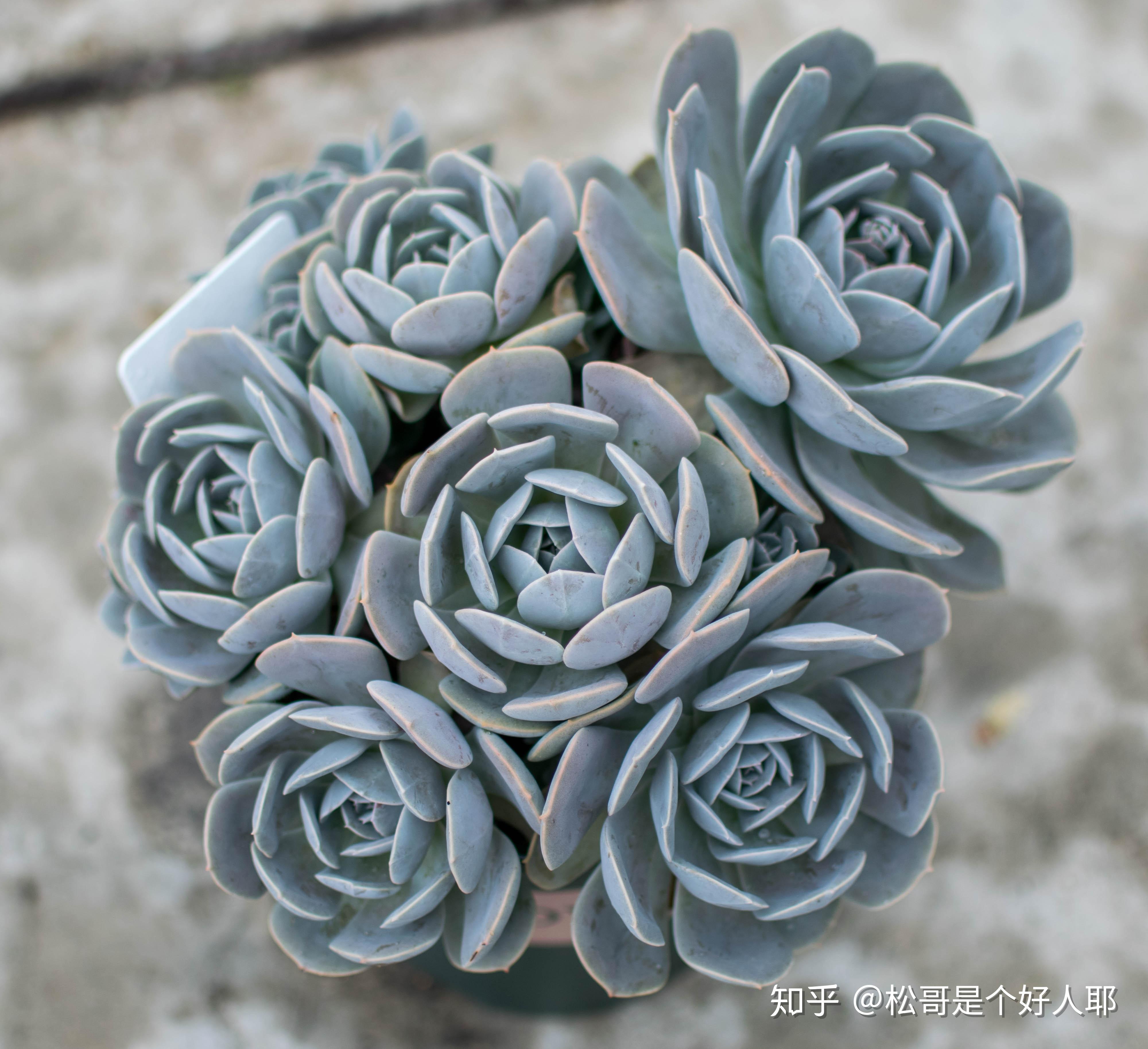 抗晒能力击败了90%多肉的鲁氏石莲花 - 知乎