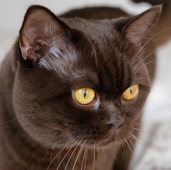 吸猫大会英国短毛猫yoda