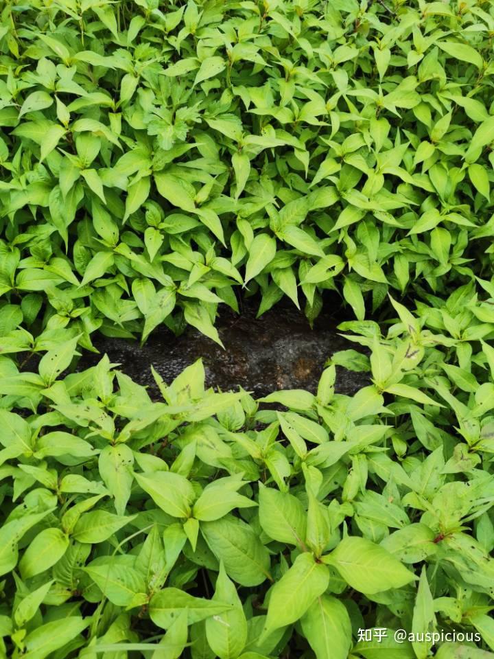 14 短毛金线草