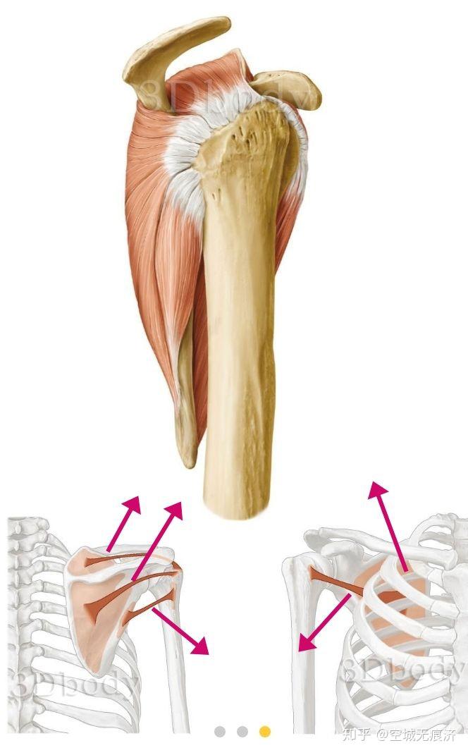 止点:肱骨体三角肌粗隆.