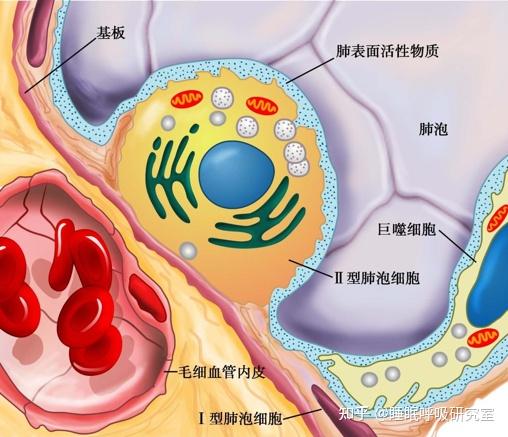 呼吸生理肺功能系列指南肺通气和肺换气影响肺换气因素有哪些谊安无创