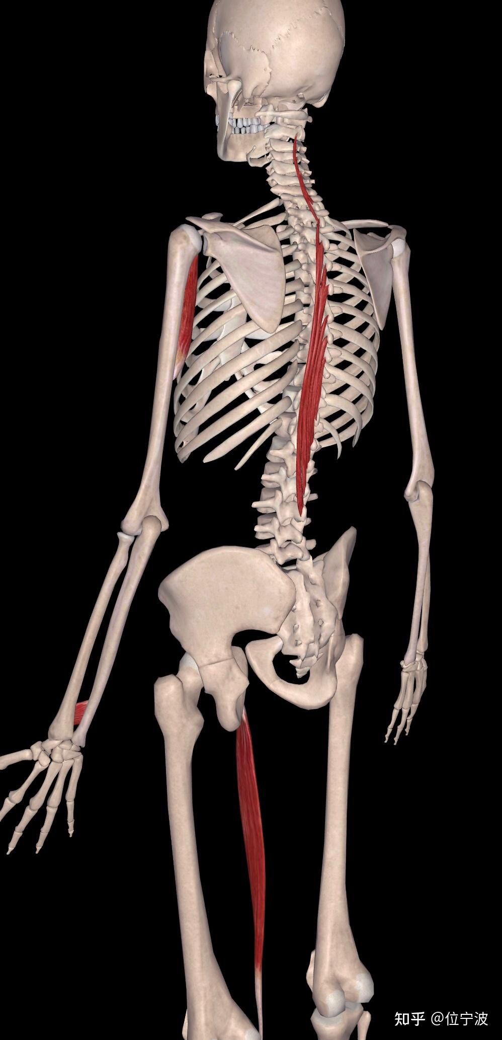 八段锦人体三维卦脾