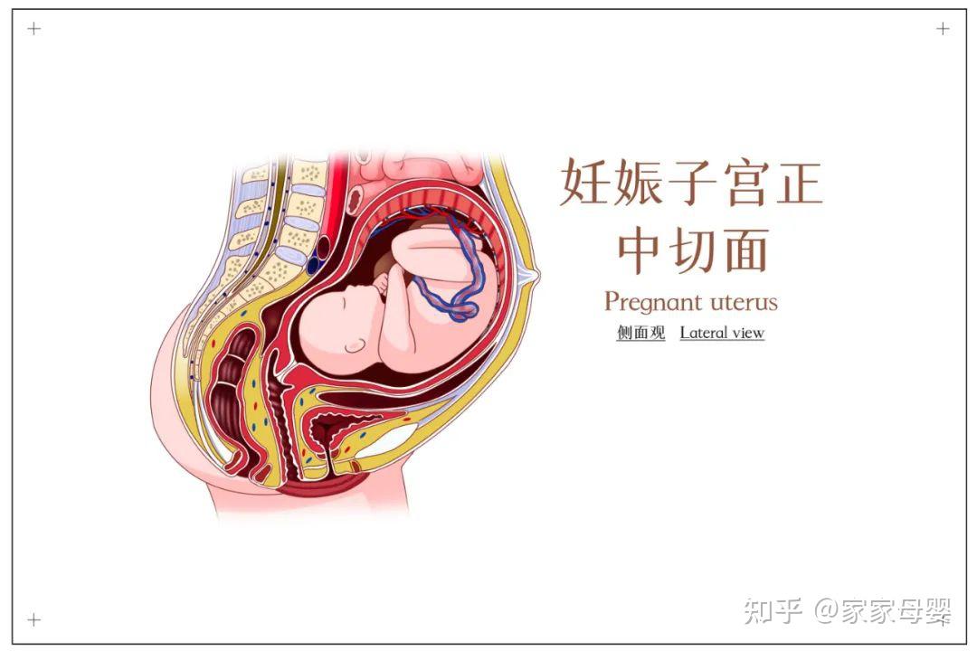 怀孕后子宫变化示意图图片