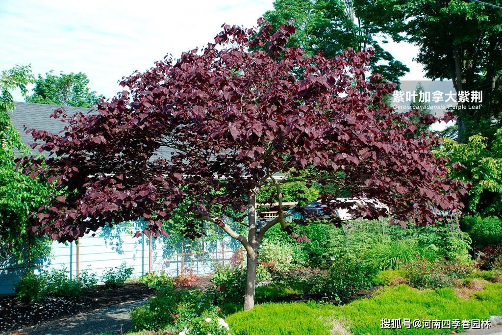 加拿大紫荆森林三色堇又名紫叶加拿大紫荆三季叶色各不同的景观小乔木