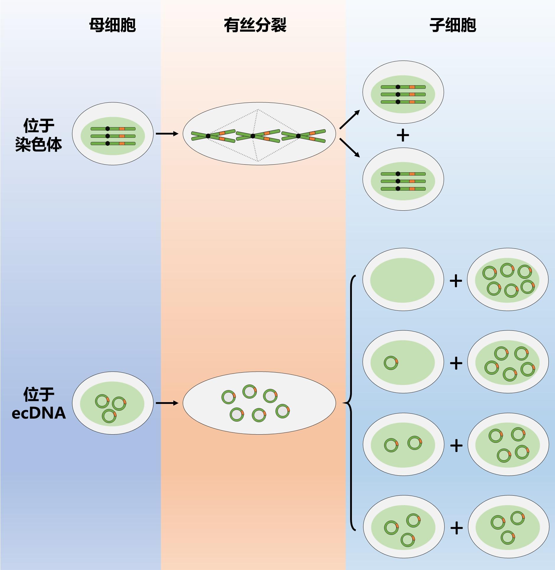 染色体外DNA(中篇):驱动肿瘤异质性的利器 知乎