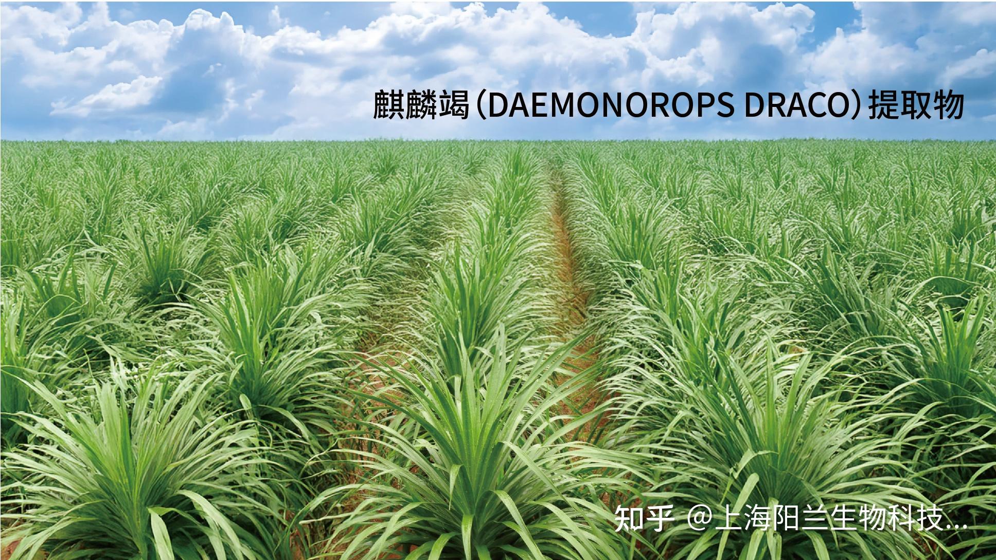 \u9e92\u9e9f\u7aed\u63d0\u53d6\u7269\uff1a\u53e4\u8001\u4e2d\u836f\u7684\u73b0\u4ee3\u62a4\u80a4\u65b0\u5ba0 - \u77e5\u4e4e