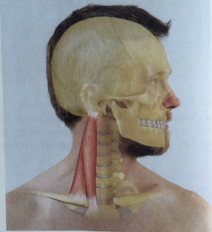 颈椎病,颈椎反弓夜晚不得入眠好痛苦,睡醒后症