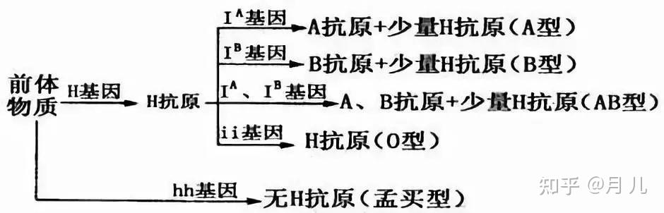 1,孟买血型讲完了常规情况下的血型遗传,接下来就讲一下为什么a型血跟