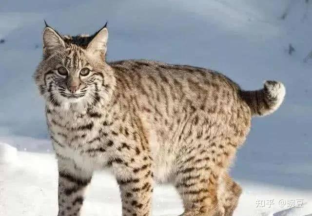 动物大揭秘:凶残的狼和软萌的猞猁,究竟谁是谁的天敌? - 知乎