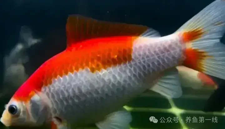 草金鱼(锦鲫)的硬鳞和软鳞 - 知乎