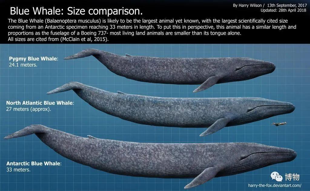 蓝鲸出来喷个气，都是爱你的形状 - 知乎