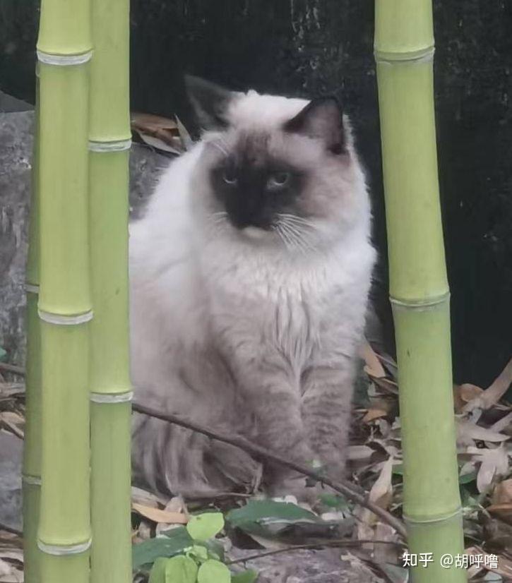 养猫交流群有想加入的吗? - 知乎