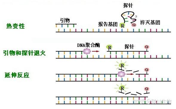 pcr技术图解图片