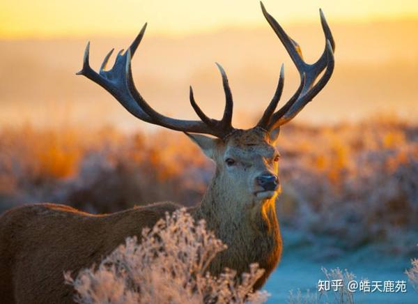 教你一眼分清梅花鹿与马鹿的区别 知乎