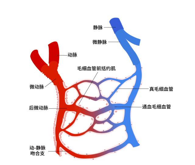 好安森:微循环障碍是百病之源,磁场如何改善微循环? - 知乎