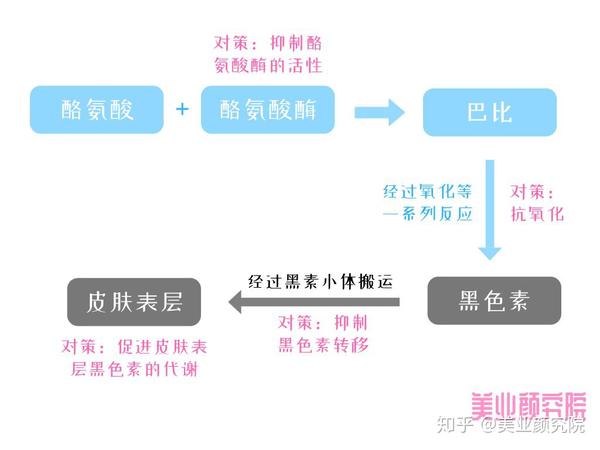 根据黑色素在体内的生产方式，美白通常有以下4个路线。01抑制酪氨酸酶的
