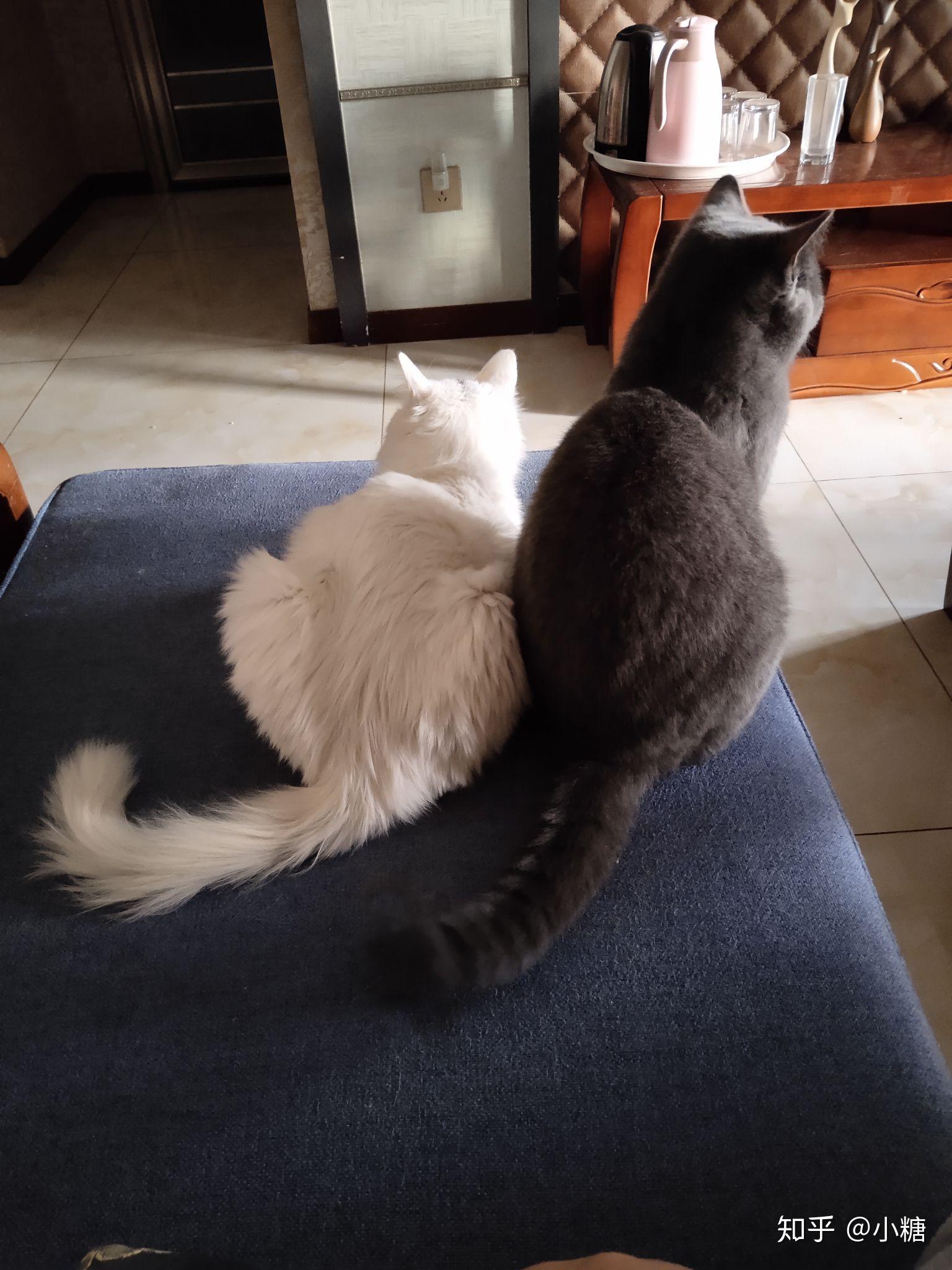 有类似这样的猫咪背影图吗