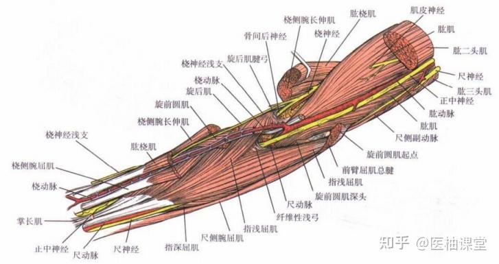 圖文詳解尺骨入路