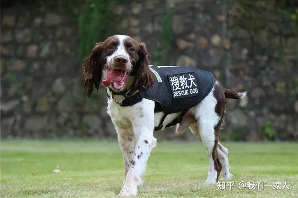 不会说话的战士:这些搜救犬,都是人间天使