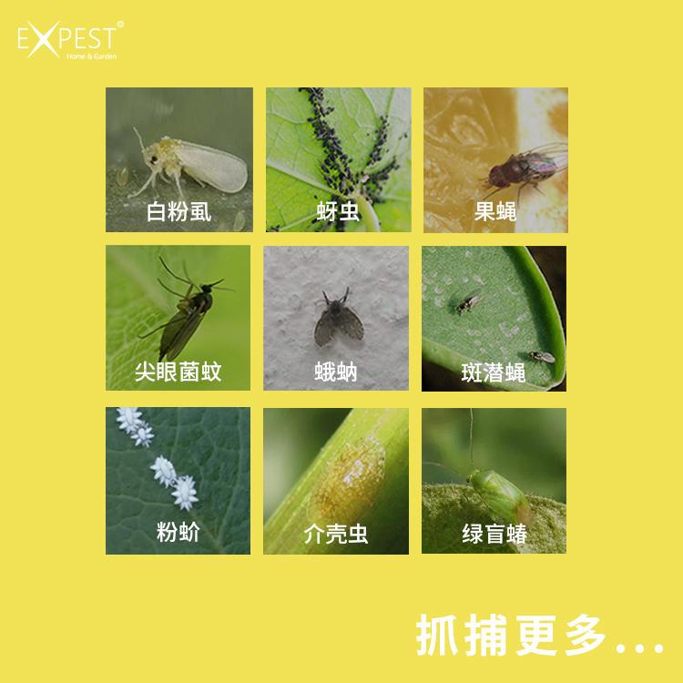 专为蔬菜,花卉虫害设计, 可诱杀蚜虫,白粉虱,烟粉虱,飞虱,叶蝉,斑潜蝇