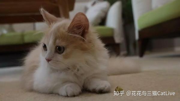 猫咪吃虫瘿果和吃猫薄荷 效果会有什么区别 知乎