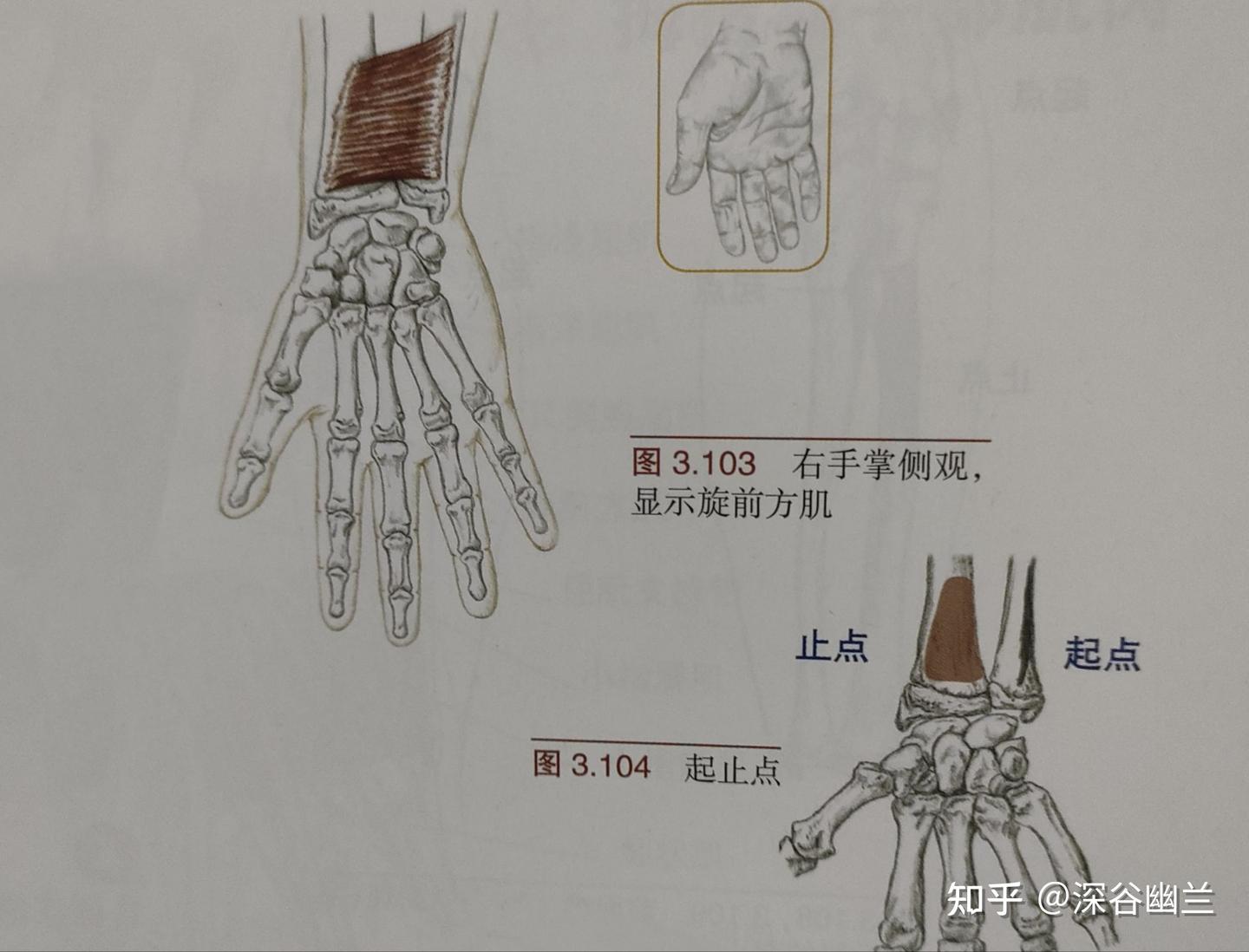 透过解剖经渠穴处查病因 - 知乎