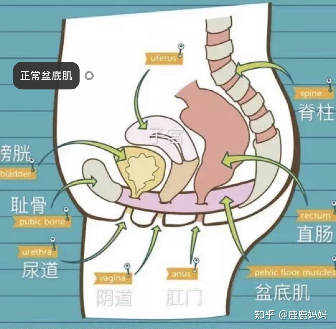 ella自曝产后漏尿2年盆底肌修复有多重要