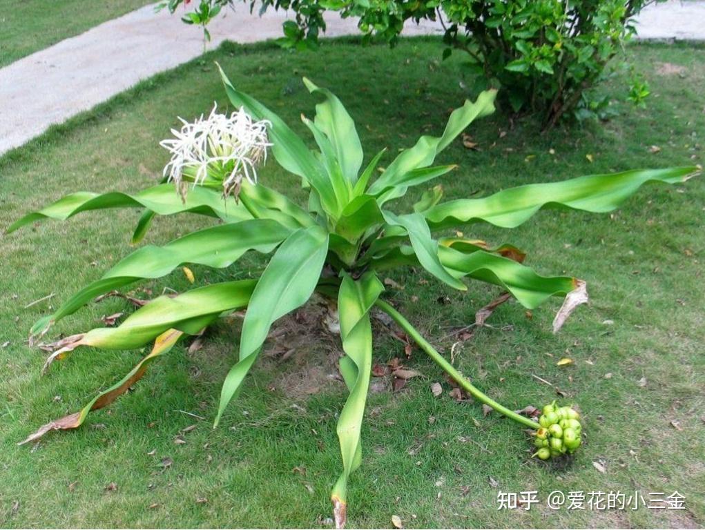 文殊兰:虔诚佛系的芊芊圣花 - 知乎