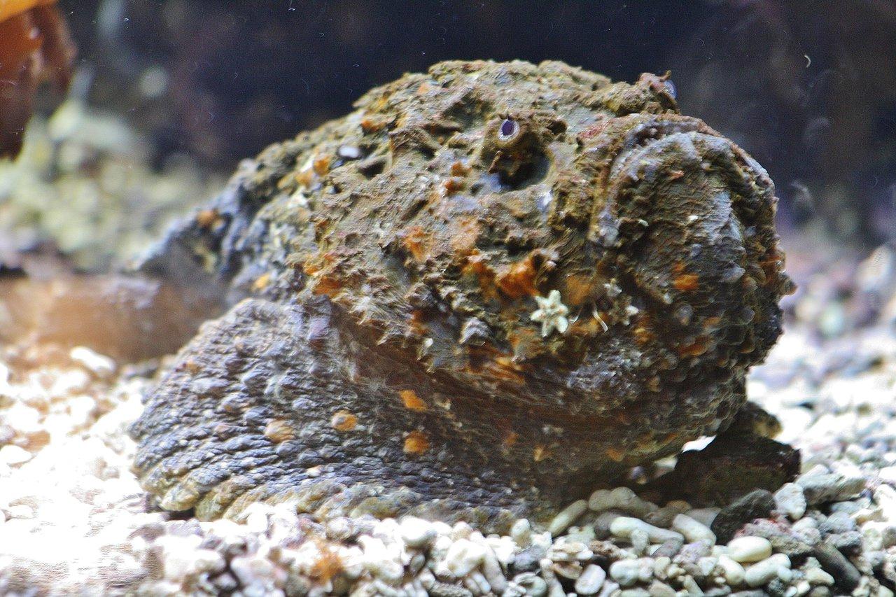 石鱼和海蛇缠斗至死地球上最毒的鱼到底有多恐怖