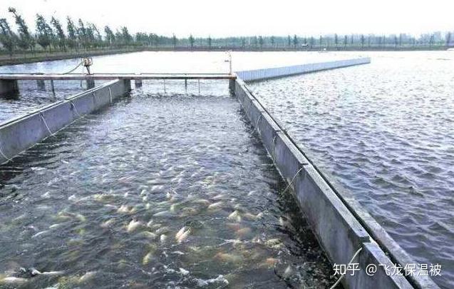 冬季冷空氣頻發,養魚池如何預防泛底的問題? - 知乎