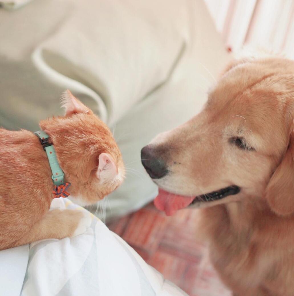 大金毛遇上小橘猫的画风太暖了简直被喂了一把甜狗粮